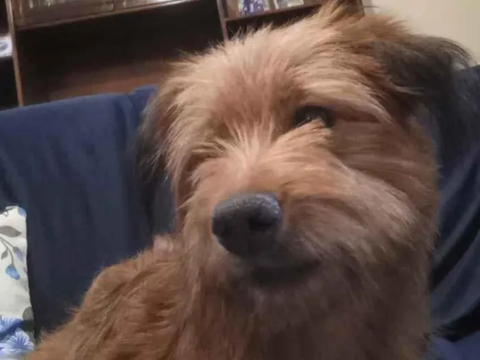Cachorro ra a Yorkshire terrier mix médio  idade 7 a 11 meses nome Bethoven 