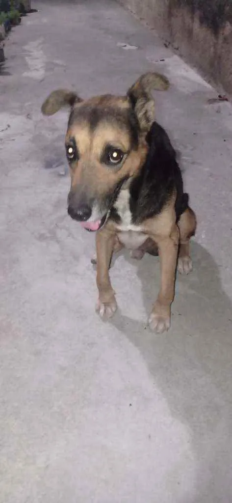 Cachorro ra a Mista idade 6 ou mais anos nome Hulk