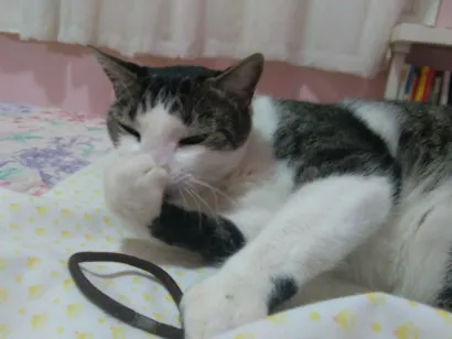 Gato raça Gato Brasileiro (comum) idade 7 a 11 meses nome Bolt