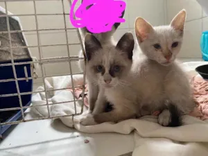 Gato raça SRD idade 2 a 6 meses nome Lily e Livia