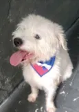Neve bebê lindo