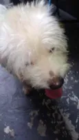 Neve bebê lindo