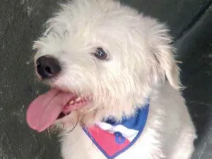 Cachorro raça Srd idade 7 a 11 meses nome Neve bebê lindo 