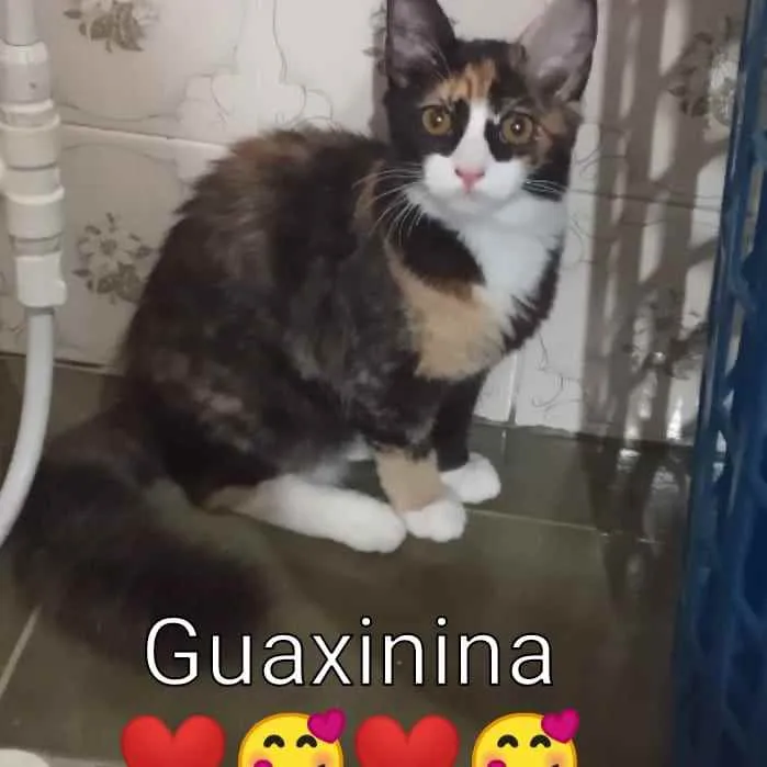 Gato ra a SRD idade 2 a 6 meses nome Guaxinina