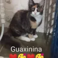 Guaxinina