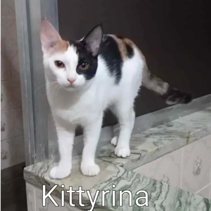 Gato ra a SRD idade 2 a 6 meses nome Kittyrina