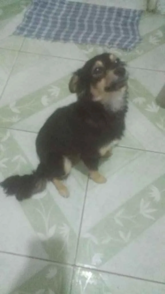 Cachorro ra a Srd idade 2 anos nome Manu