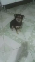 Manu