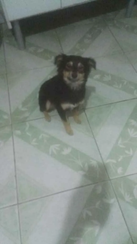 Cachorro ra a Srd idade 2 anos nome Manu