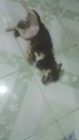 Manu