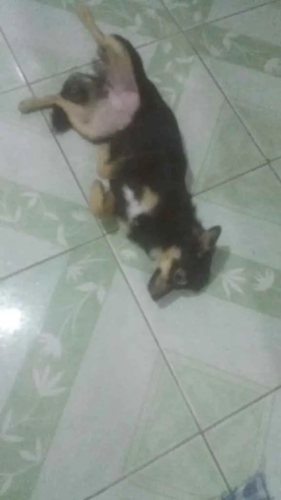 Cachorro ra a Srd idade 2 anos nome Manu