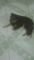 Manu