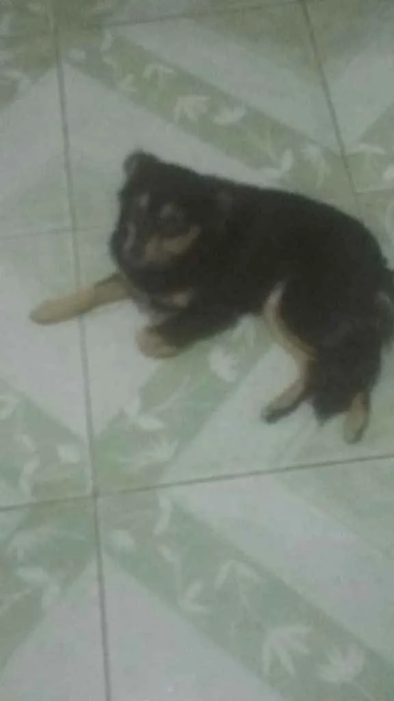 Cachorro ra a Srd idade 2 anos nome Manu
