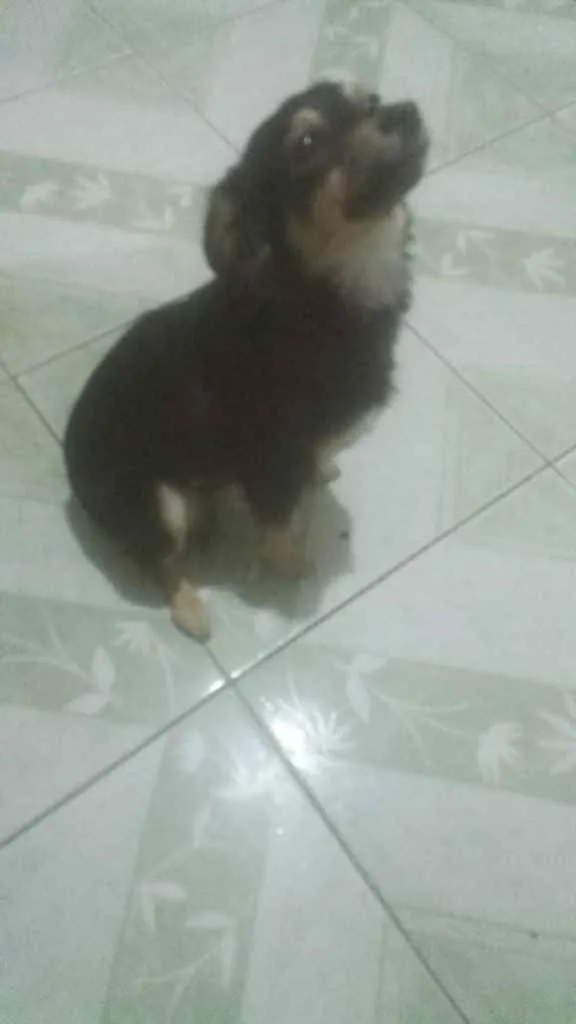 Cachorro ra a Srd idade 2 anos nome Manu
