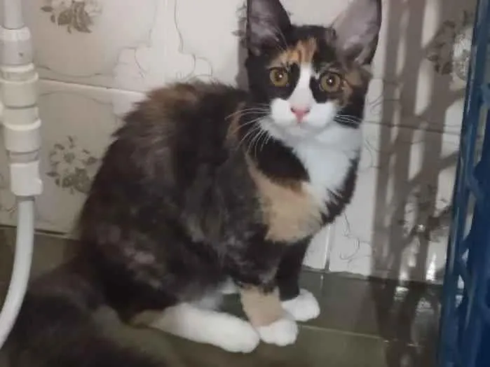 Gato ra a SRD idade 2 a 6 meses nome Guaxinina