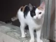 Kittyrina