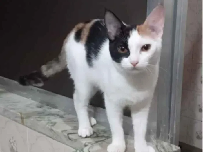 Gato ra a SRD idade 2 a 6 meses nome Kittyrina