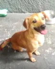 Amora linda e fofa