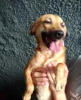 Amora linda e fofa