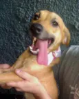 Amora linda e fofa