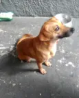 Amora linda e fofa