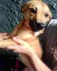 Amora linda e fofa