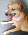 Amora linda e fofa