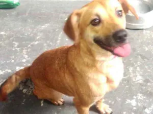 Cachorro raça Srd idade 1 ano nome Amora linda e fofa 