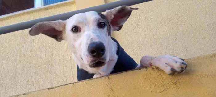 Cachorro ra a SRD idade 1 ano nome Chico