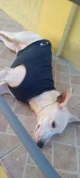 Chico