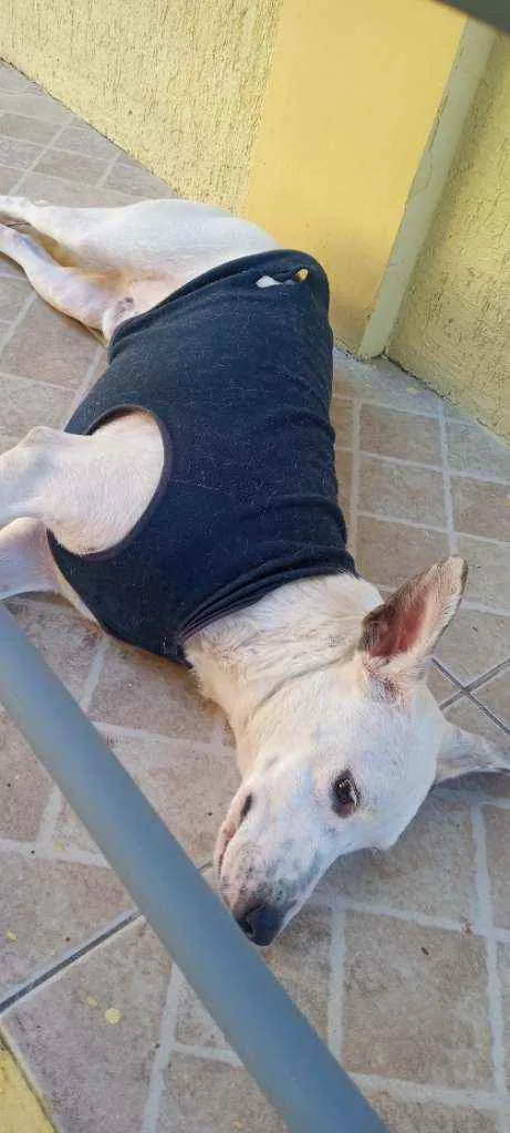 Cachorro ra a SRD idade 1 ano nome Chico