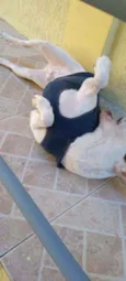 Chico