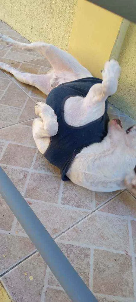 Cachorro ra a SRD idade 1 ano nome Chico