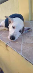 Chico