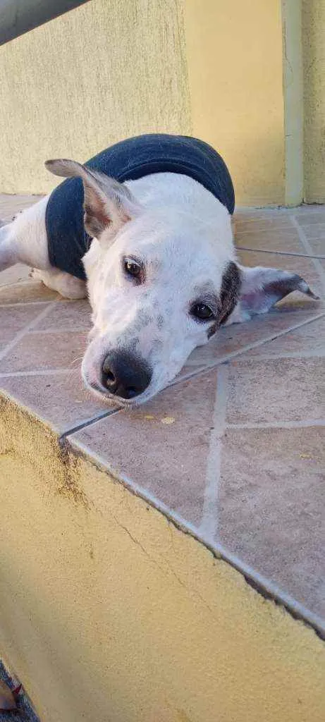 Cachorro ra a SRD idade 1 ano nome Chico
