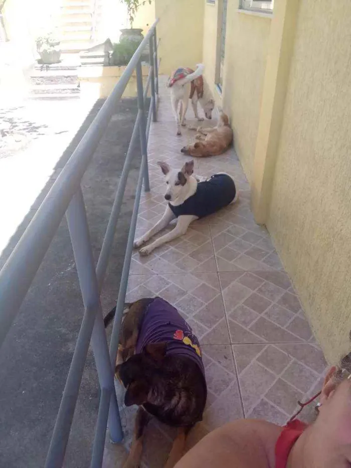 Cachorro ra a SRD idade 1 ano nome Chico