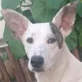 Chico