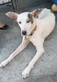 Chico