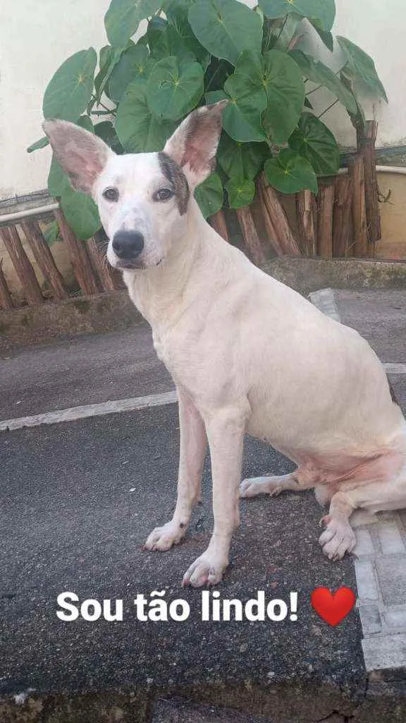 Cachorro ra a SRD idade 1 ano nome Chico