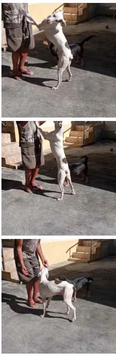 Cachorro ra a SRD idade 1 ano nome Chico