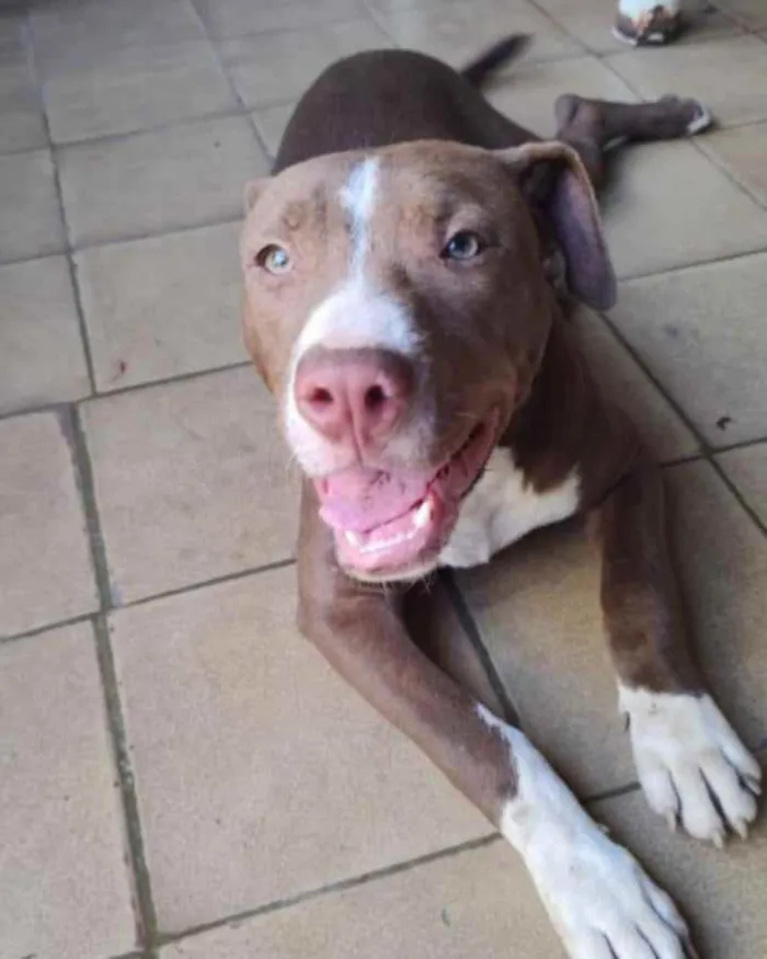 Cachorro ra a Pitbull idade 2 a 6 meses nome Bradock