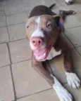 Bradock