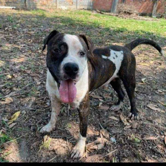 Cachorro ra a Pitbull idade 2 anos nome Bolt