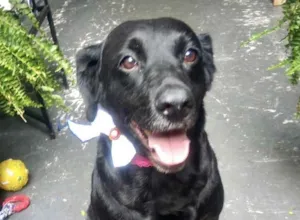Cachorro raça Labrador mix  idade 2 anos nome Luna Linda 