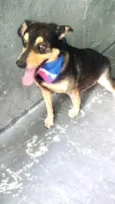 Spike um lindo !