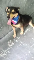 Spike um lindo !