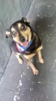 Spike um lindo !