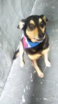Spike um lindo !