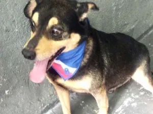 Cachorro raça Srd idade 2 anos nome Spike um lindo ! 
