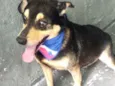 Spike um lindo !